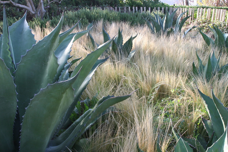 outdoors, 2K, rural scene, field, decorative, landscape, scenics - nature, beauty in nature, farm, echeveria, land, botanical, plantation, timothy grass