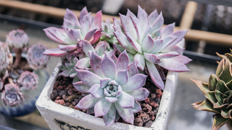 growth, flower, 2K, cactus, plant, pot, beauty in nature, furniture, sprout, tabletop, no people, white, flower pot, succulent plant, home decor, close-up