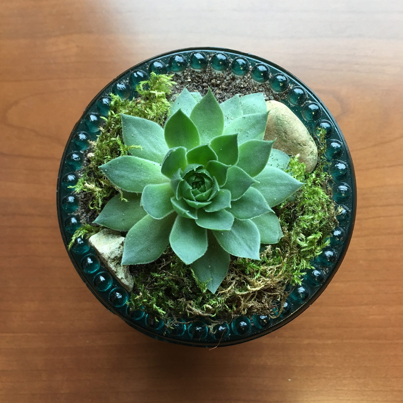 2K, growth, still life, green color, succulent, freshness, wood - material, green leaf, high angle view, repurpose, echeveria ciliata, diffuser, houseplant