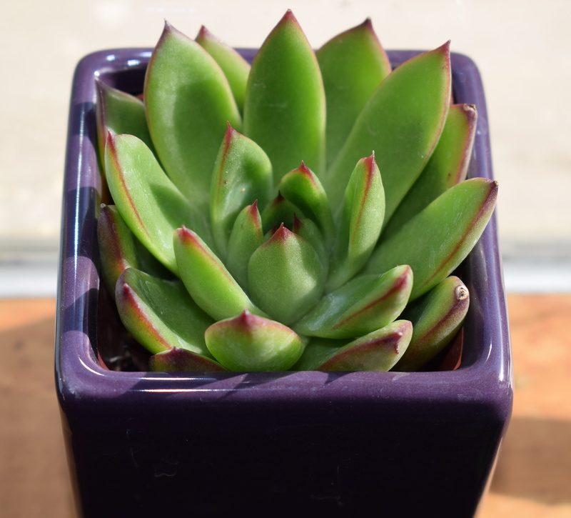 flora, day, green color, freshness, growth, green, succulent plant, nature, garden, wellbeing, indoors, healthy eating, purple, echeveria agavoides, still life