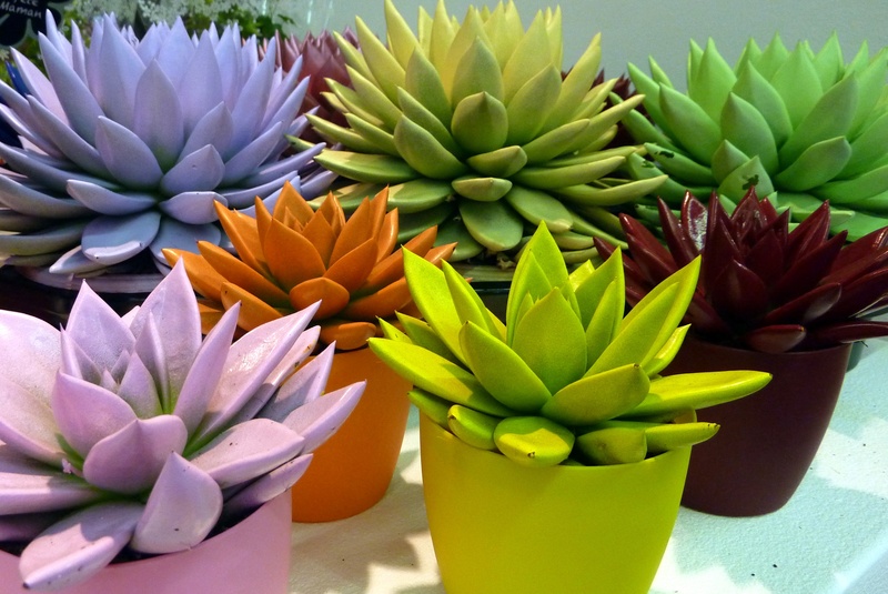 day, freshness, beauty in nature, plants, echeveria, flowering plant, vulnerability, potted plant, leaf, petal, plant, flower arrangement, inflorescence