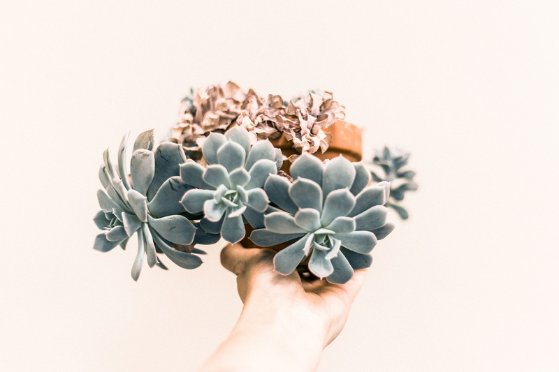 holding, echeveria, studio shot, ribbon - sewing item, white background, gift, finger, ribbon, human body part, indoors, nature, hand, one person, adult