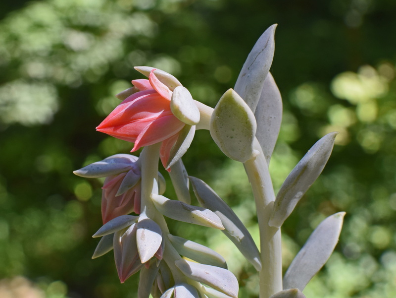 petal, colorful, sepal, flower, nature, no people, inflorescence, freshness, succulent, bud, flowering plant, day, flower head, orange, blossom, beauty in nature