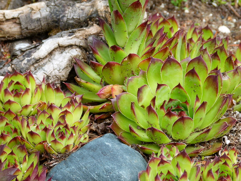 arid, echeveria, rosette, leaf, plant part, semiarid, ornamental, plant, close-up, succulent plant, tranquility, succulent, day, leaves, flora, outdoors