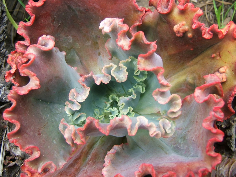 growth, flower head, succulent, beauty in nature, nature, outdoors, botany, plant part, plant, no people, leaf, pink color, water, 2K, echeveria, flower