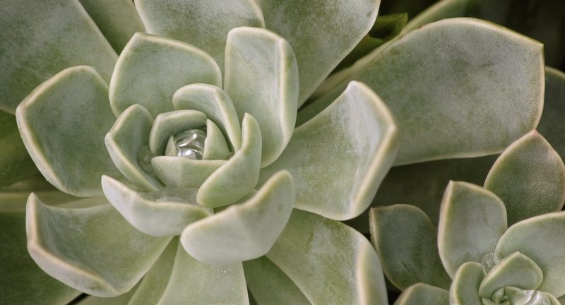 green color, petal, plant part, nature, succulent, succulent plant, fragility, green, day, flower head, close-up, vulnerability, leaf, flowering plant