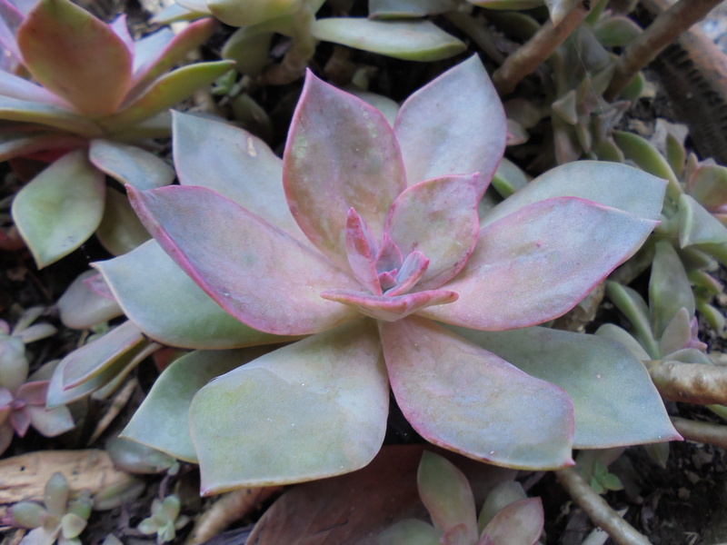 vulnerability, botany, growth, Echeveria, flower, no people, succulent plant, flower head, petal, Succulent Plants, pink color, 2K, springtime, outdoors