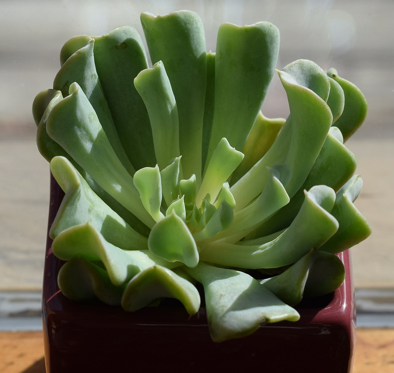 red, succulent in dark red pot, nature, beauty in nature, small, food, wellbeing, plant, day, dark red, studio shot, food and drink, indoors, no people