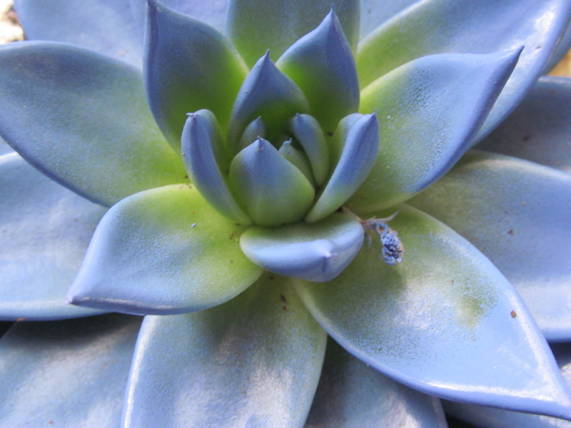 plant, no people, potted plant, inflorescence, bloom, ripe, color, flower head, blue plant, blue, flowering plant, colorful, cactus, beauty in nature, 4K