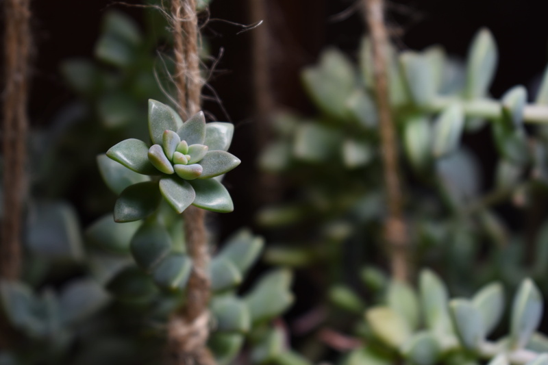 white color, petal, leaves, flower head, growth, rosette, inflorescence, leaf, flowering plant, succulents, close-up, flower, vulnerability, botany, echeveria