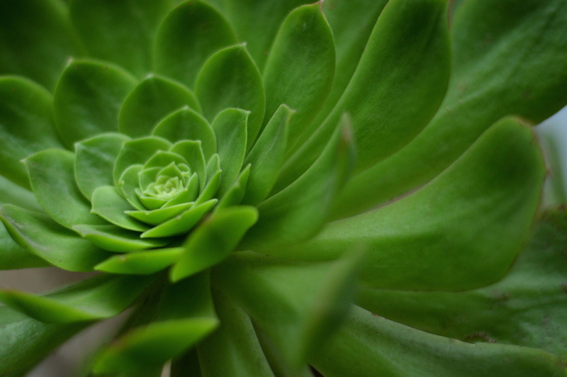succulent, beauty in nature, day, houseplant, botany, succulent plant, leaves, food, flora, outdoors, ornamental, no people, green, soft focus, botanical