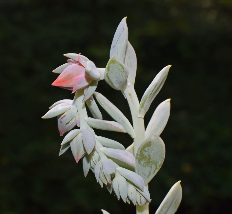 plant, blossom, outdoors, beauty in nature, white color, bloom, close-up, bud, vulnerability, flowering plant, echeveria flower spike, growth, colorful