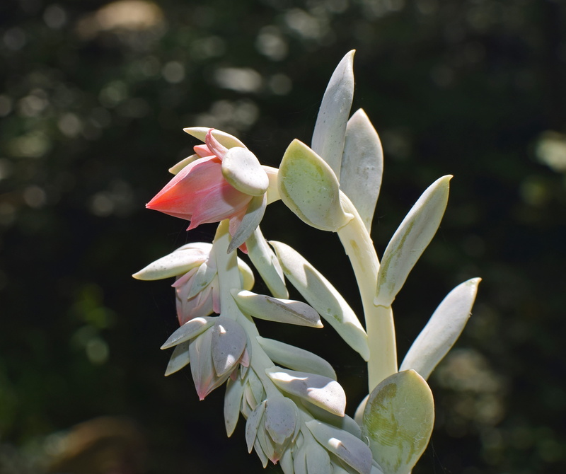 vulnerability, leaf, fragility, no people, freshness, orange, flower, focus on foreground, outdoors, white color, 4K, nature, flowering plant, petal, echeveria flower spike