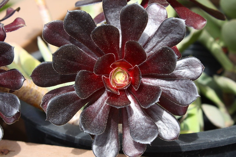 growth, leaves, focus on foreground, Leaves, flower head, red, nature, 720P, no people, Plant, succulent, Plant, fragility, outdoors, ornamental, Succulent