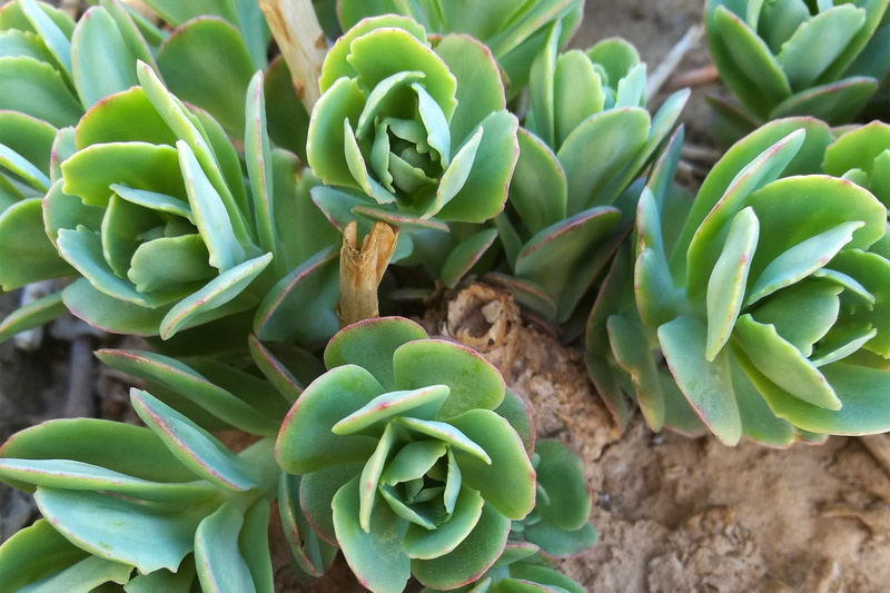 close-up, leaf, 2K, fower, houseleek, botany, animal themes, green Color, succulent Plant, nature, fragility, Flower, echeveria, sempervivum, beauty in nature