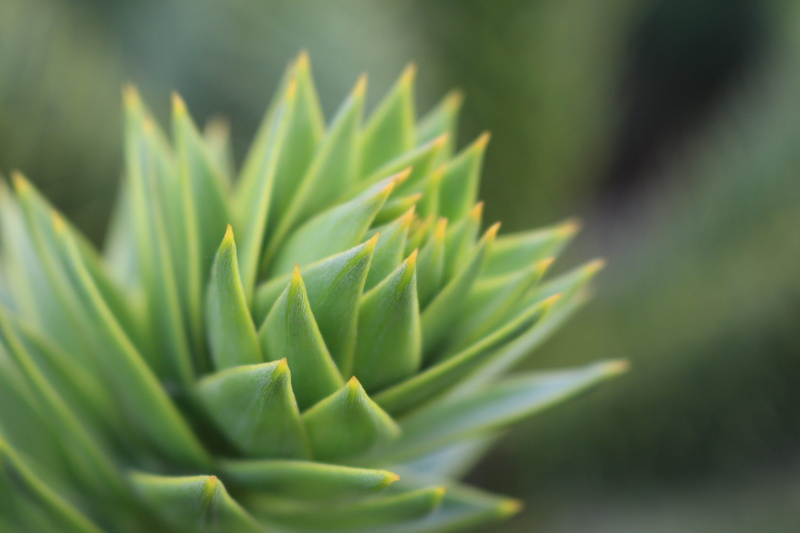 cactus, 5K, day, close-up, succulent, sunlight, freshness, auraucaria, macro, agave, environment, green, focus on foreground, leaves, selective focus