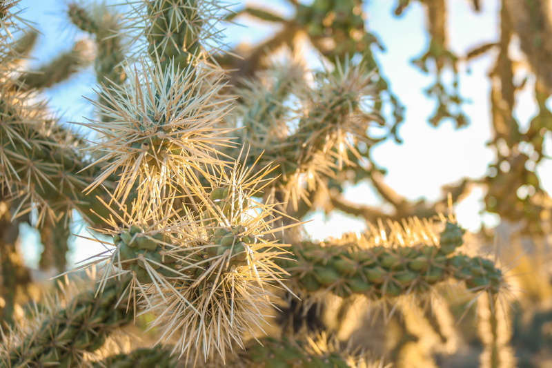 tranquility, coniferous tree, green color, no people, sunrise, growth, selective focus, 5K, united states, beauty in nature, hike, flowering plant, lost dutchman state park