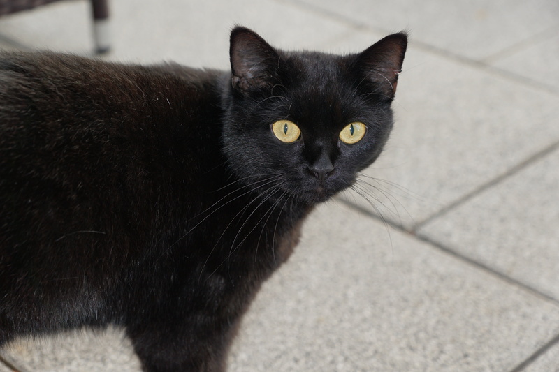 yellow eyes, focus on foreground, animal body part, domestic animals, mysticism, looking at camera, animal, mammal, mieze, magic, close-up, 5K, domestic