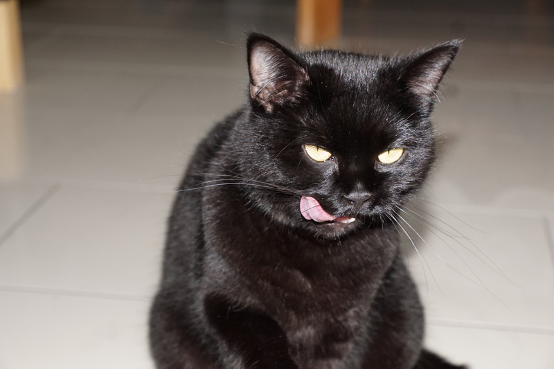 black, 5K, mouth open, pets, hunger, vertebrate, fur, threaten, mouth, animal, evil, domestic animals, black color, lick, next, misfortune, domestic cat