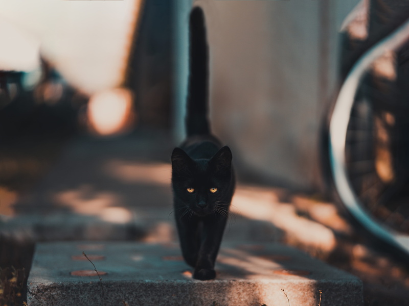 black, pet, one animal, whisker, light, luck, feline, black color, portrait, day, animal themes, superstition, walking, no people, animal, city, cat eye