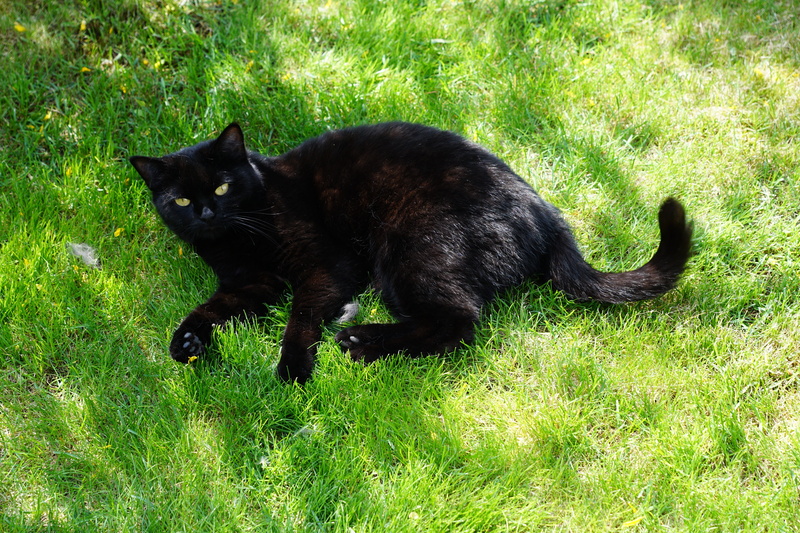 tail, barsik, whisker, pet, black color, plant, Stone, outdoors, day, eyes, concerns, feline, black, mammal, 5K, pfotten, animal themes, Cat, domestic animals