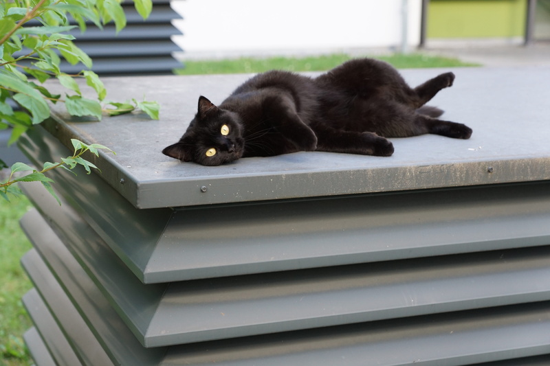 black color, domestic cat, animal themes, resting, mammal, dog, no people, feline, grey, one animal, pets, Recover, lying down, portrait, Luck, Cat, looking at camera