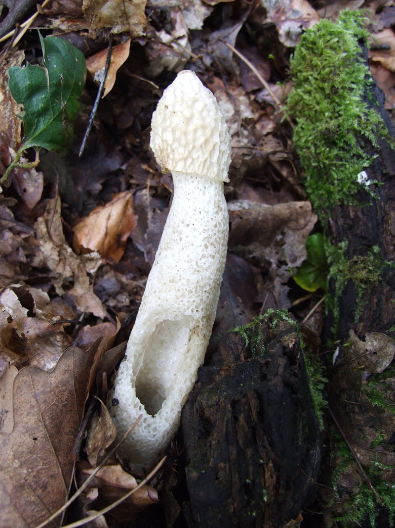 no people, superstition, toadstool, moss, mushroom, beauty in nature, fungus, spores, land, high angle view, close-up, phallus impudicus, food and drink