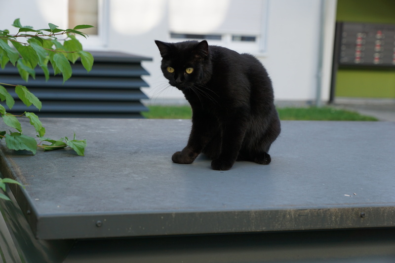 relaxation, grey, animal, day, yellow eyes, domestic cat, black, superstition, domestic animals, mammal, one animal, luck, pets, no people, whisker, cat