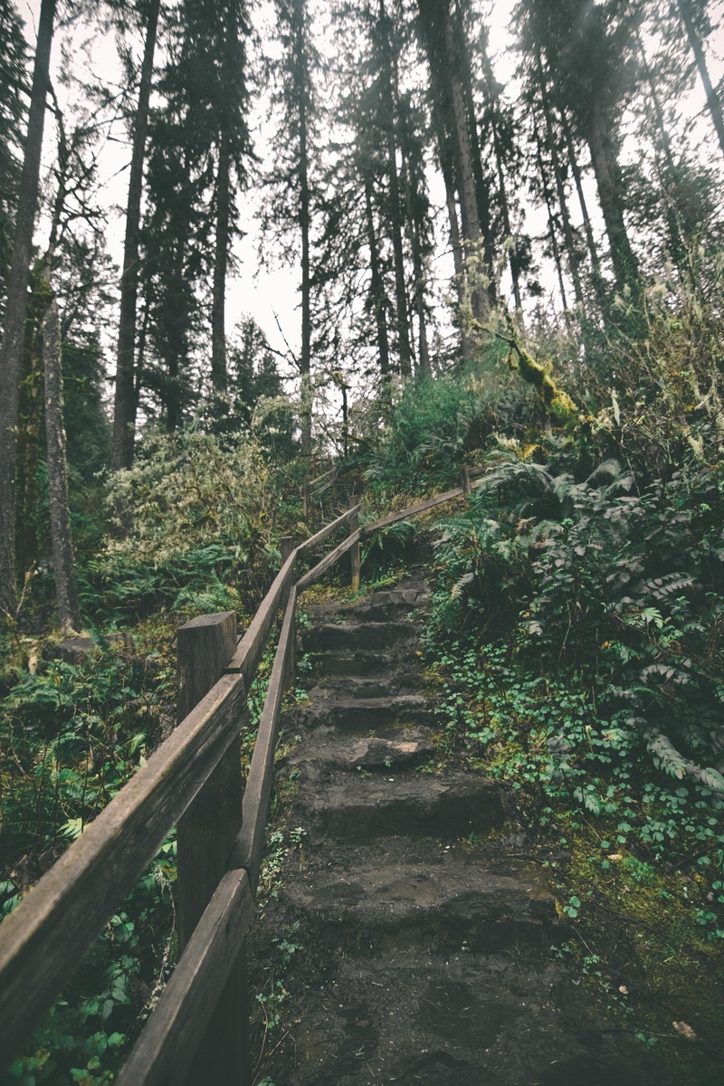 trees, nature, land, Oregon, tranquil scene, the way forward, steps, no people, day, 1080P, tranquility, plant, railing, growth, staircase, fence, tree