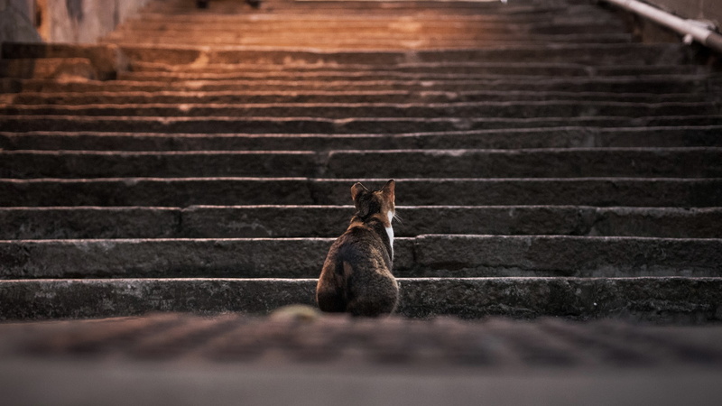day, animals, sitting, domestic, selective focus, one animal, 2K, stairs, domestic animals, outdoors, steps, vertebrate, depth of field, cat, steps and staircases