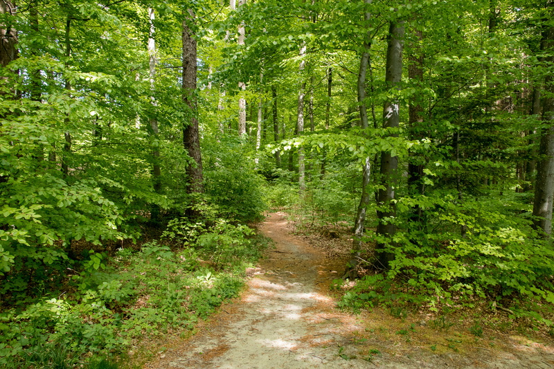 no people, footpath, growth, scenics - nature, forest, trees, tranquility, 5K, plant, trail, non-urban scene, day, leaves, tree, foliage, lush foliage