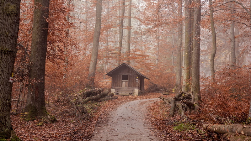 day, land, tranquility, architecture, shelter, path, trunk, the way forward, tranquil scene, tree trunk, direction, deciduous, cabin, tree, growth, forest