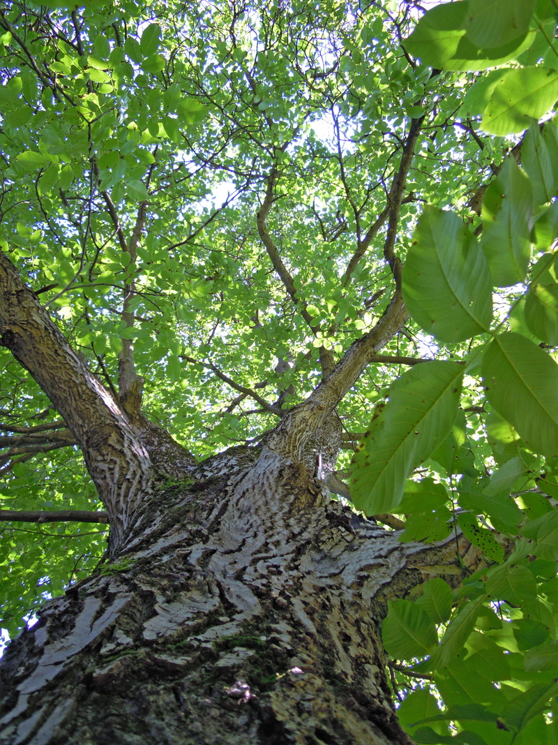 plant, outdoors, growth, tree trunk, trunk, low angle view, branch, green, tranquil scene, sunlight, plant part, forest, structure, 4K, tribe, leaf, tranquility