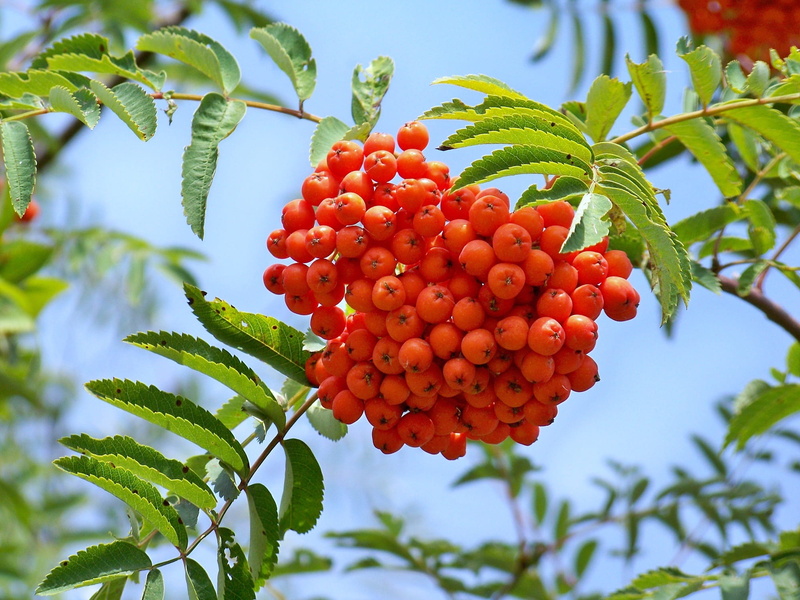 green color, tree, rowanberry, focus on foreground, nature, plant, fruit, food, low angle view, freshness, plant part, leaf, rowan berry, wellbeing, day