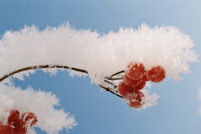 sign, raufrost, beauty in nature, sorbus aucuparia, 2K, no people, blue, frozen, winter, plant, hoarfrost, photo, holiday, fruit, red, environment, branch