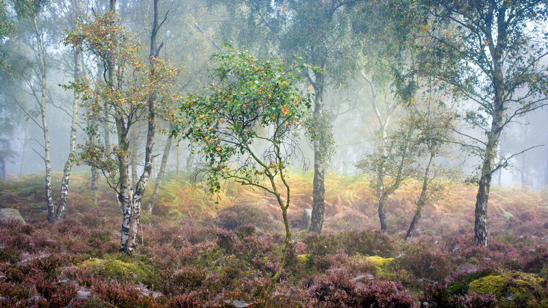 morning, land, tranquil scene, growth, non-urban scene, no people, birch, scenics - nature, woodland, landscape, day, 4K, nature, pine woodland, plant
