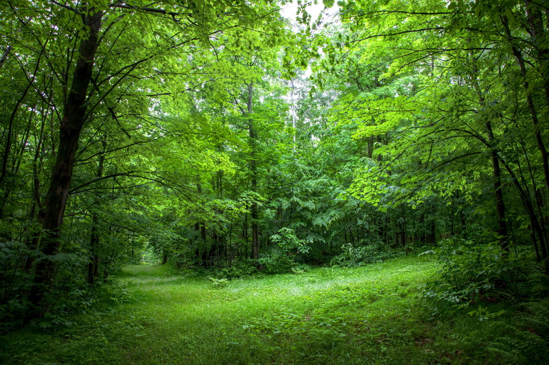 green Color, beauty In Nature, tranquil Scene, plant, leaf, 2K, morning, forest, deciduous Tree, growth, green, park - Man Made Space, tranquility, vibrant Color