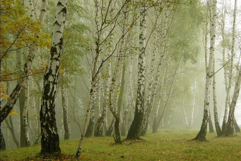 scenics - nature, birch Tree, woodland, grass, growth, tree Trunk, park - Man Made Space, backgrounds, forest, plant, green, season, autumn, green Color