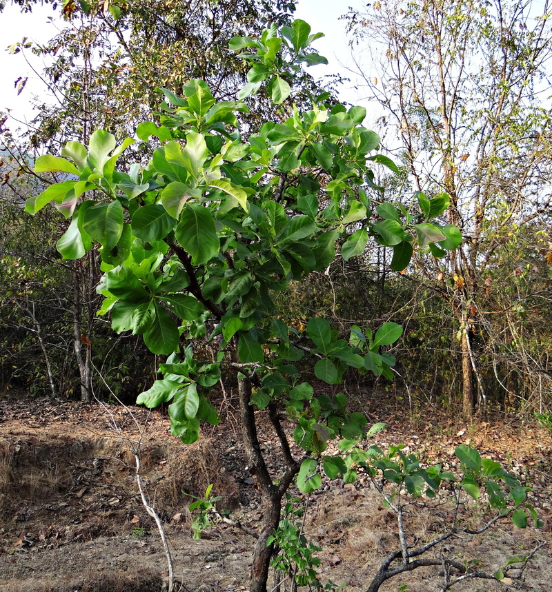 iluppai, leaf, mahwa, food and drink, outdoors, agriculture, madhuca indica, healthy eating, tranquility, madhuca longifolia, day, branch, plant, green color