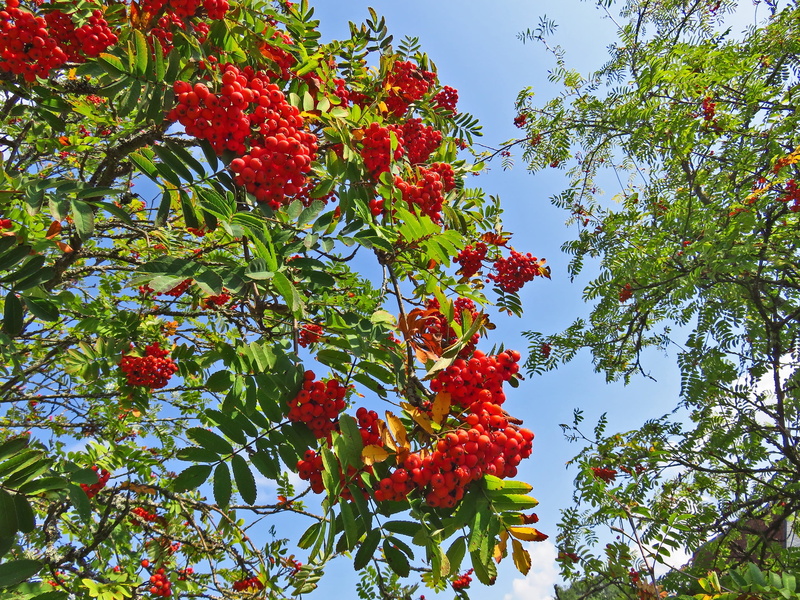 nature, berry fruit, branch, fruits, plant part, wellbeing, mountain ash, ripe, day, leaf, outdoors, healthy eating, red, low angle view, late summer, food