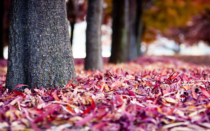 leaves, ground, autumn, nature, 2K