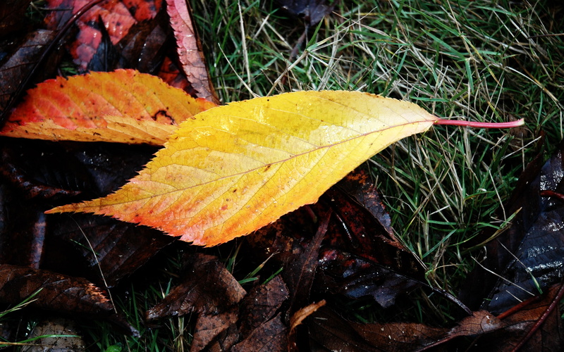 fallen, wet, leaves, 2K