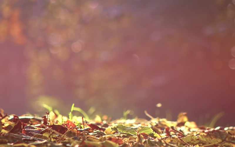 field, grass, red, nature, morning, pattern, green, environment, landscape, close-up, light, abstract, scenics, shiny, plant, gold Colored, tranquility