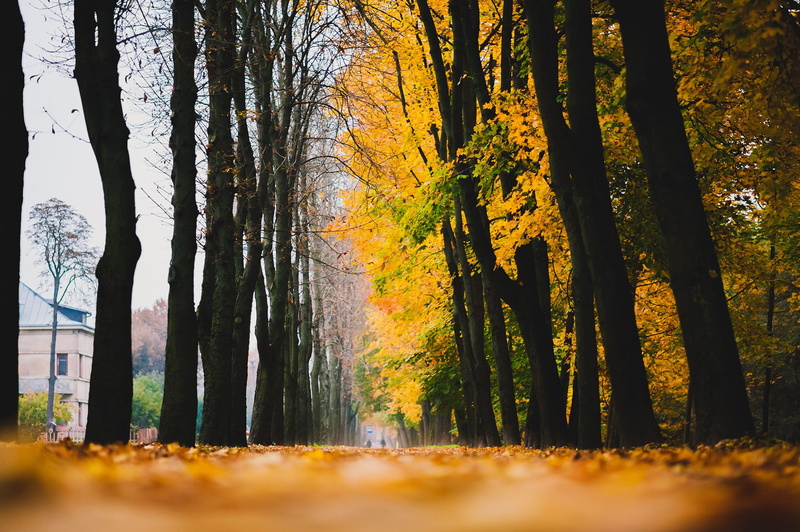 leaves, yellow, Autumn, road, trees, 1080P, avenue, fallen home