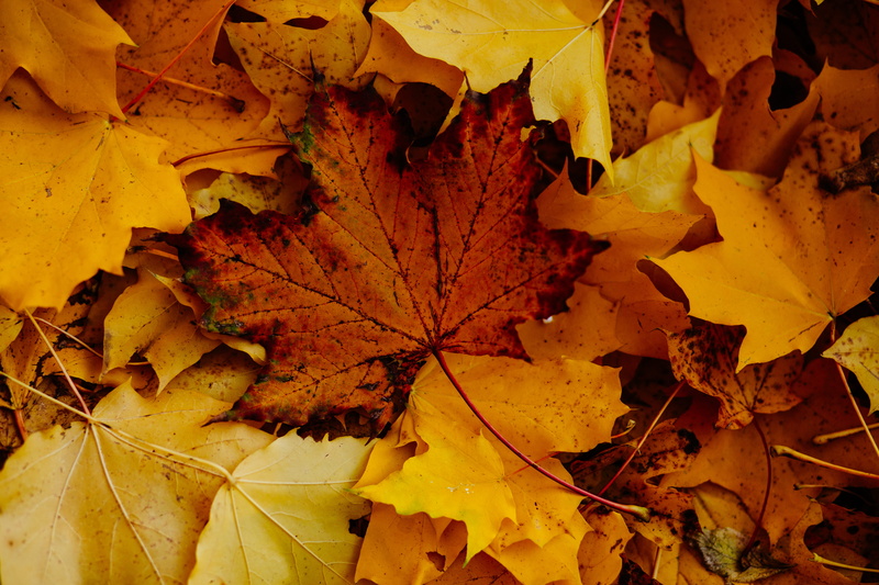 fall, autumn, photo, close-up, full frame, outdoors, dry leaves, no people, beauty in nature, fragility, close, leaves, maple leaves, fallen leaves, plant