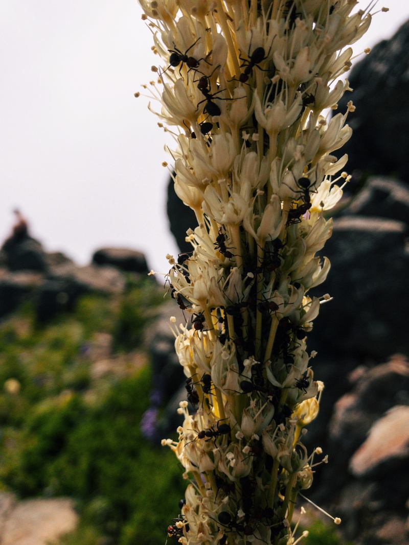 invertebrate, north bend, field, freshness, ants, flower head, flower, petal, beauty in nature, 4K, flowers, focus on foreground, flowering plant, outdoors