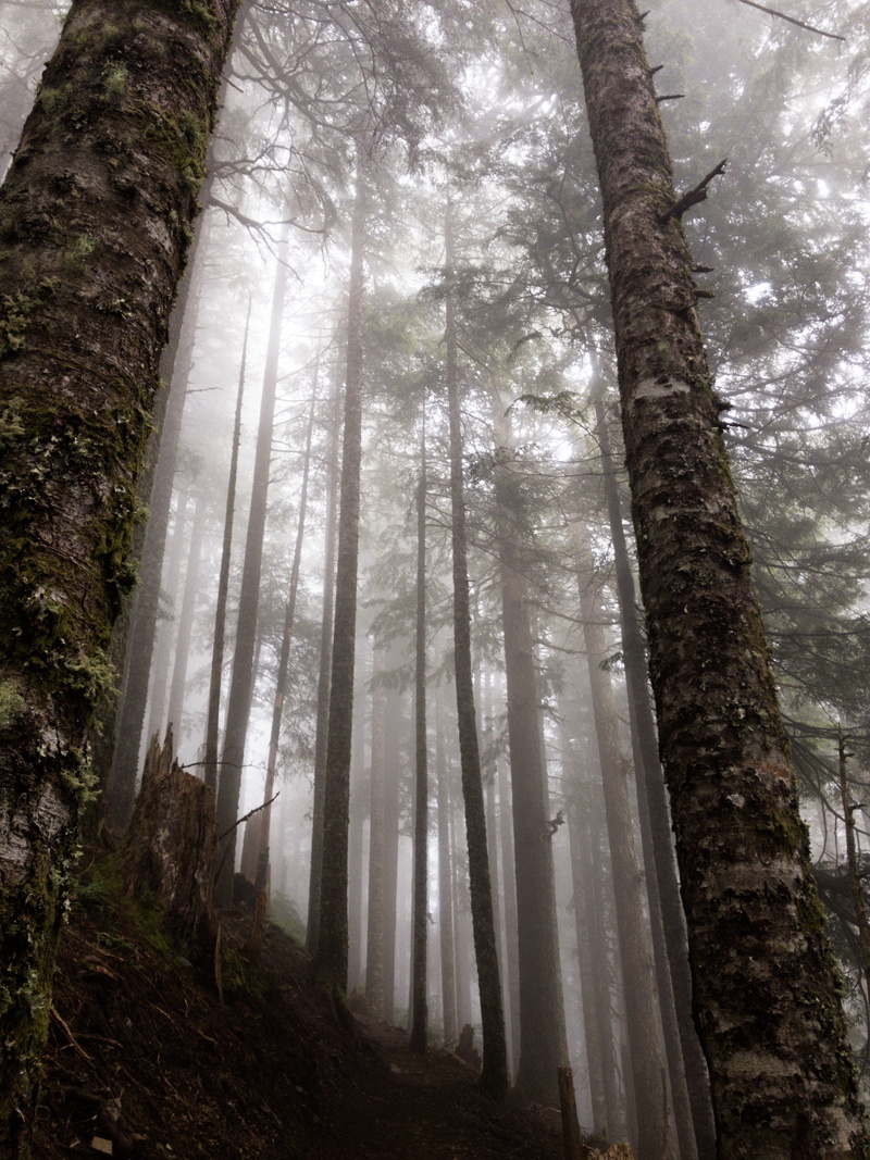 low angle view, environment, north bend, coniferous tree, 4K, forest, nature, growth, plant, no people, tall - high, tranquil scene, outdoors, tree, non-urban scene