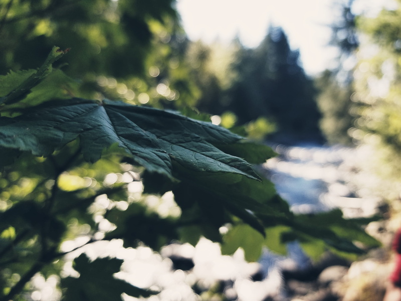 growth, outdoors, field, day, selective focus, beauty in nature, nature, twin falls trail, plant, tree, no people, close-up, tranquility, animal, north bend