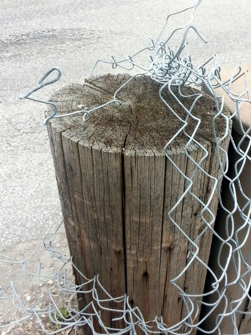 chainlink, enclose, metal, tree, dry, container, link, 2K, dead plant, fence, wire, plant, abandoned, grunge, old, no people, still life, outdoors, tangled