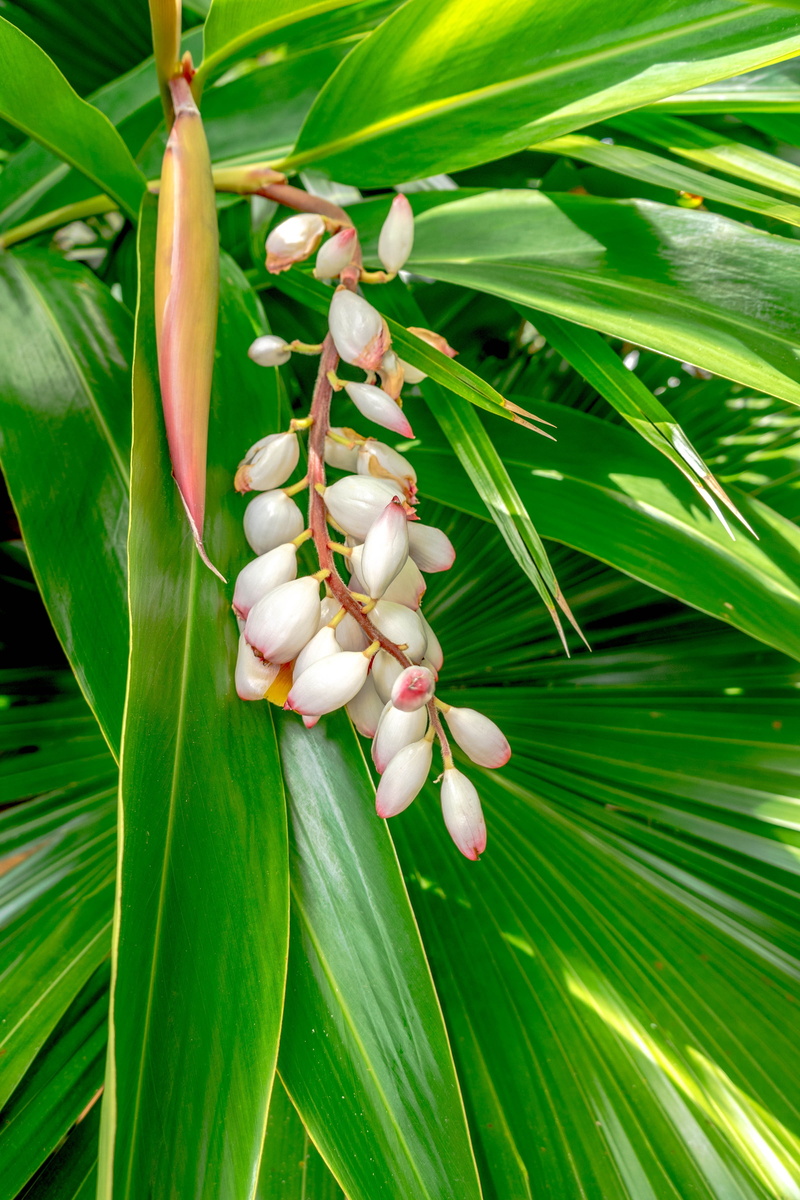 plant, food, bright, focus on foreground, fragility, white color, vulnerability, tree, coral bean flower, 4K, flower, growth, enclosed petals, beauty in nature